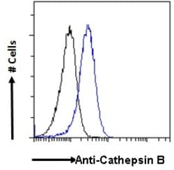 Invitrogen Cathepsin B Polyclonal Antibody 100 &mu;g | Buy Online | Invitrogen&trade; | Fisher Scientific