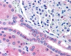 Invitrogen RHPN2 Polyclonal Antibody 100 &mu;g; Unconjugated:Antibodies,