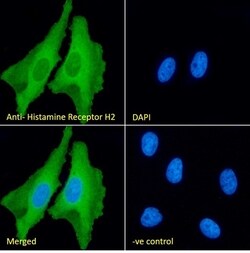 Invitrogen HRH2 Polyclonal Antibody 100 &mu;g; Unconjugated:Antibodies,