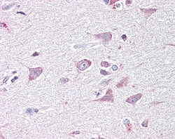Invitrogen GOLGA6B Polyclonal Antibody 100 &mu;g; Unconjugated:Antibodies,