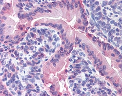 Invitrogen™ IDO Polyclonal Antibody