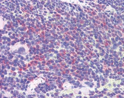 Invitrogen IDO Polyclonal Antibody 100 &mu;g; Unconjugated:Anticuerpos