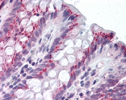 Invitrogen IDO Polyclonal Antibody 100 &mu;g; Unconjugated:Anticuerpos