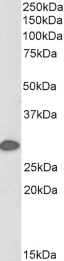 Invitrogen 14-3-3 sigma Polyclonal Antibody, Biotin 100 &mu;g; Biotin:Antibodies,