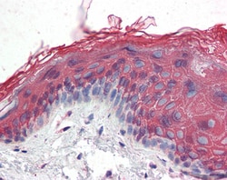 Invitrogen IP3 Receptor 2 Polyclonal Antibody 100 &mu;g; Unconjugated:Antibodies,