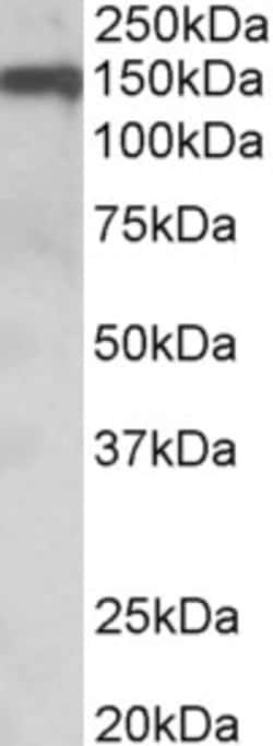 Invitrogen OMG Polyclonal Antibody 100 &mu;g; Unconjugated:Antibodies,