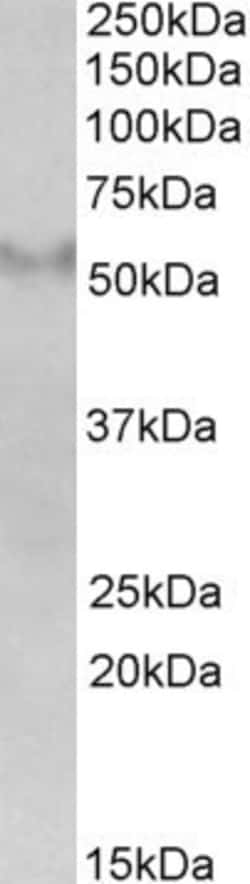 Invitrogen FSD1 Polyclonal Antibody 100 &mu;g; Unconjugated:Antibodies,