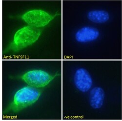 Invitrogen RANKL Polyclonal Antibody 100 &mu;g; Unconjugated:Antibodies,