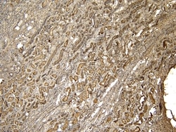 Invitrogen PRODH Polyclonal Antibody 100 μg; Unconjugated:Antibodies,