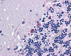Invitrogen PRODH Polyclonal Antibody 100 μg; Unconjugated:Antibodies,