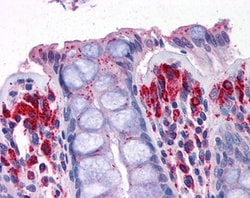Invitrogen PRODH Polyclonal Antibody 100 μg; Unconjugated:Antibodies,