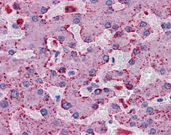 Invitrogen PRODH Polyclonal Antibody 100 μg; Unconjugated:Antibodies,