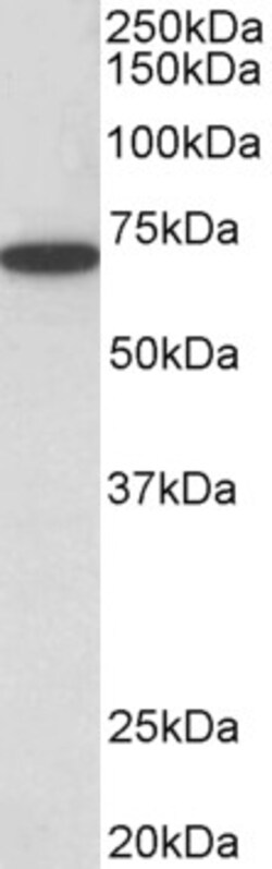 Invitrogen HDAC1 Polyclonal Antibody 100 μg; Unconjugated:Antibodies,