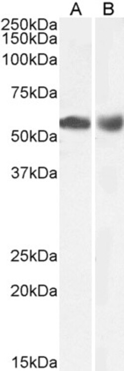 Invitrogen HDAC1 Polyclonal Antibody 100 μg; Unconjugated:Antibodies,