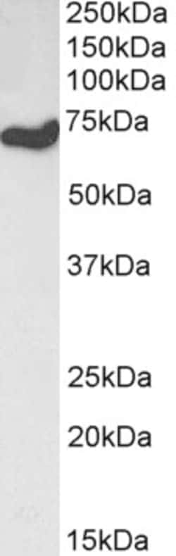 Invitrogen HDAC1 Polyclonal Antibody 100 μg; Unconjugated:Antibodies,