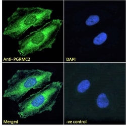 Invitrogen PGRMC2 Polyclonal Antibody 100 &mu;g; Unconjugated:Antibodies,