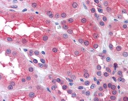 Invitrogen PREP Polyclonal Antibody 100 &mu;g; Unconjugated:Antibodies,