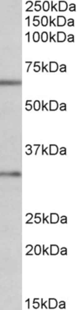 Invitrogen Caspase 3 Polyclonal Antibody 100 &mu;g; Unconjugated:Antibodies,