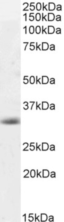 Invitrogen Caspase 3 Polyclonal Antibody 100 &mu;g; Unconjugated:Antibodies,