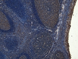 Invitrogen SOX2 Polyclonal Antibody 100 &mu;g; Unconjugated:Antibodies,