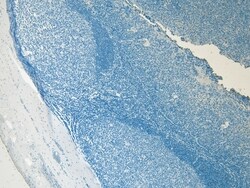 Invitrogen SOX2 Polyclonal Antibody 100 &mu;g; Unconjugated:Antibodies,