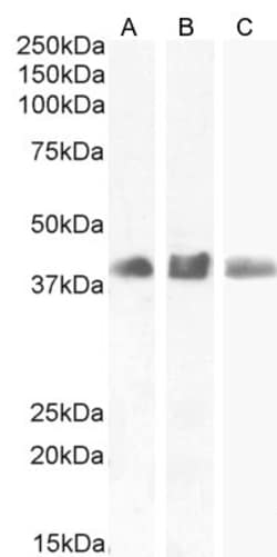 Invitrogen SOX2 Polyclonal Antibody 100 &mu;g; Unconjugated:Antibodies,