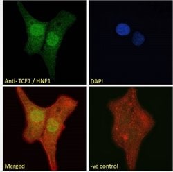 Invitrogen HNF1A Polyclonal Antibody 100 &mu;g; Unconjugated:Antikörper