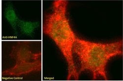 Invitrogen HNF4A Polyclonal Antibody 100 &mu;g; Unconjugated:Antibodies,