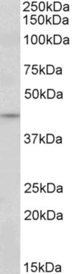 Invitrogen JunD Polyclonal Antibody 100 &mu;g; Unconjugated:Antibodies,