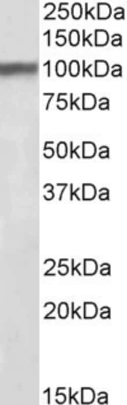 Invitrogen HAP1 Polyclonal Antibody 100 &mu;g; Unconjugated:Antibodies,