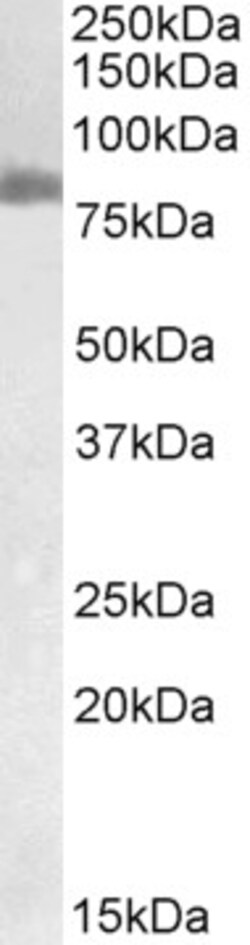 Invitrogen TGM2 Polyclonal Antibody 100 μg; Unconjugated:Antibodies,