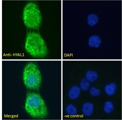 Invitrogen HYAL1 Polyclonal Antibody 100 &mu;g; Unconjugated:Antibodies,