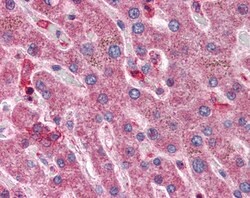 Invitrogen HYAL1 Polyclonal Antibody 100 &mu;g; Unconjugated:Antibodies,