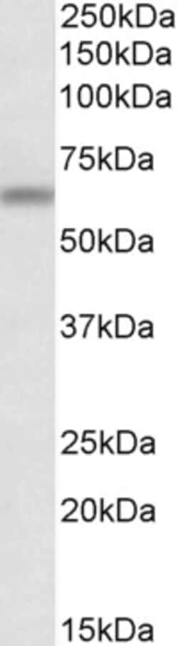 Invitrogen ATG16L1 Polyclonal Antibody 100 &mu;g; Unconjugated:Antibodies,