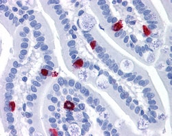 Invitrogen GCC2 Polyclonal Antibody 100 &mu;g; Unconjugated:Antibodies,