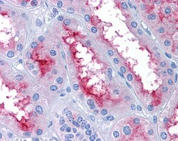 Invitrogen GCC2 Polyclonal Antibody 100 &mu;g; Unconjugated:Antibodies,