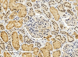 Invitrogen™ ENOX2 Polyclonal Antibody