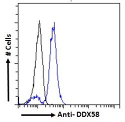Invitrogen RIG-I Polyclonal Antibody 100 &mu;g; Unconjugated:Antibodies,