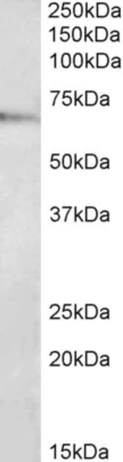 Invitrogen TRAF3IP2 Polyclonal Antibody 100 &mu;g; Unconjugated:Antibodies,
