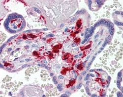 Invitrogen Factor XIII A Polyclonal Antibody 100 &mu;g; Unconjugated:Antibodies,
