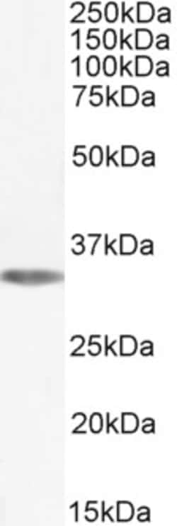 Invitrogen ADORA1 Polyclonal Antibody 100 &mu;g; Unconjugated:Antibodies,