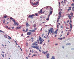 Invitrogen Nodal Polyclonal Antibody 100 &mu;g; Unconjugated:Antibodies,