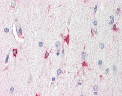 Invitrogen BAG3 Polyclonal Antibody 100 &mu;g; Unconjugated:Antibodies,