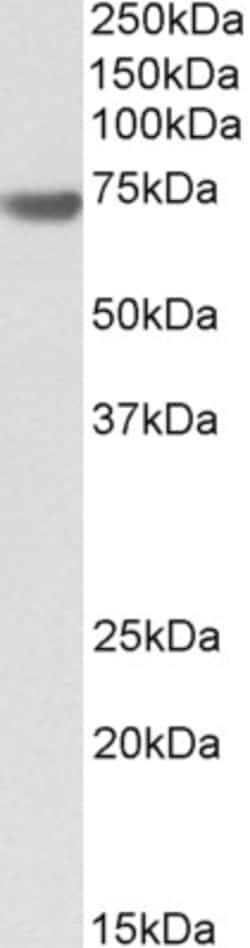 Invitrogen BAG3 Polyclonal Antibody 100 &mu;g; Unconjugated:Antibodies,