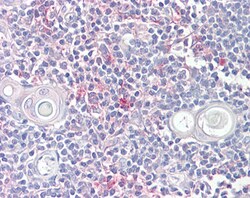 Invitrogen LITAF Polyclonal Antibody 100 &mu;g; Unconjugated:Antibodies,