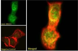 Invitrogen ERCC1 Polyclonal Antibody 100 μg; Unconjugated:Antibodies,