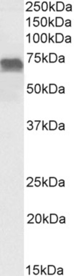 Invitrogen PRICKLE3 Polyclonal Antibody 100 &mu;g; Unconjugated:Antibodies,