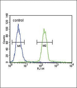 Invitrogen Tyrosinase Polyclonal Antibody 400 &mu;L; Unconjugated:Antibodies,