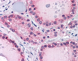 Invitrogen PTPRM Polyclonal Antibody 100 &mu;g; Unconjugated:Antibodies,