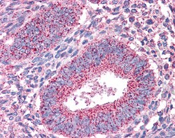 Invitrogen PTPRM Polyclonal Antibody 100 &mu;g; Unconjugated:Antibodies,